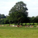 IMGP1199